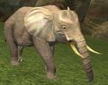 Race elephant.jpg