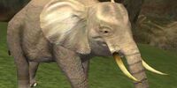 Elephant calf