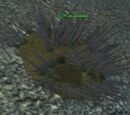 An anemone