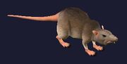 A blackburrow tunnel rat (Visible)