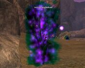 Twisted nightshade (Visible)
