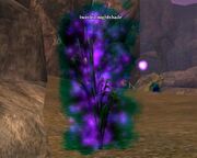 Twisted nightshade (Visible)
