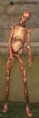 A Caltorsis knight.jpg