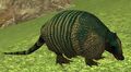 Race armadillo.jpg