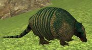 Race armadillo