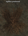 Aglthin pondweed.png