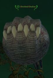 Overlord Oxulius