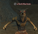 A Tesch Mas brute