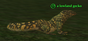 A lowland gecko