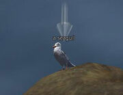 Seagull