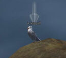 Seagull (Cove of Decay)
