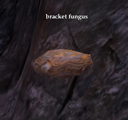 Bracket fungus