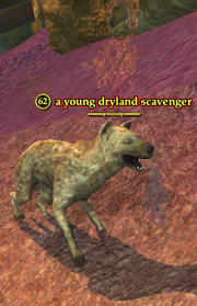 A young dryland scavenger