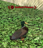 Mallard Phimore