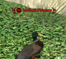Mallard Phimore