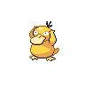 Psyduck NB