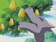 EH15 Aerodactyl comiendose una baya.jpg