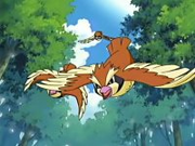 EP433 Pidgey.png