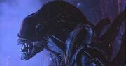 Xenomorph