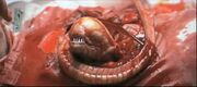 664px-Alien chestburster