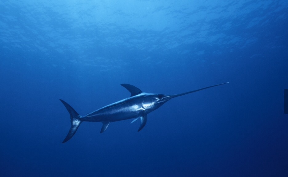 Sword fish Finding nemo species Wikia Fandom powered by Wikia