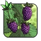 Blackberry.png