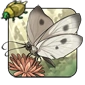 White_Cabbage_Butterfly.png
