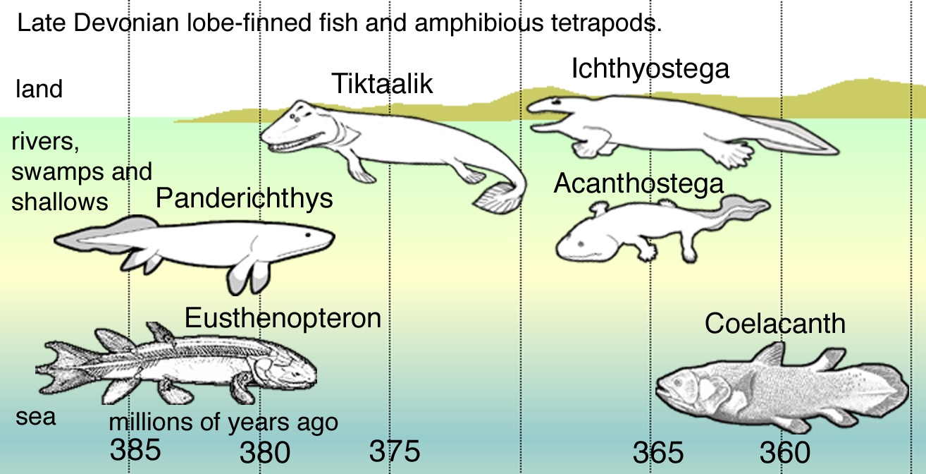 Tetrapoda | Fossil Wiki | Fandom powered by Wikia