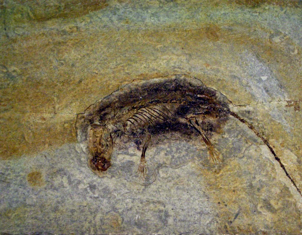 Eutheria - Fossil Wiki - Wikia