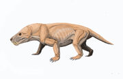 Moschorhinus DB