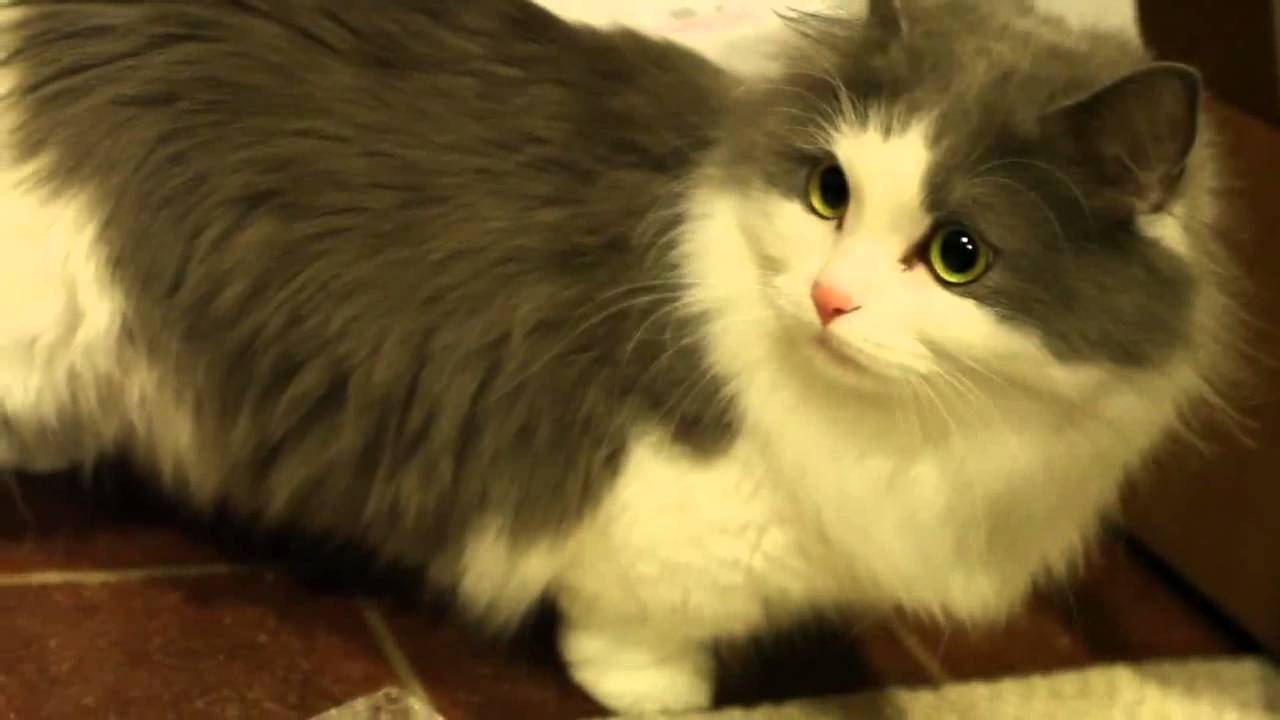 Big The Cat Arin Hanson Big The Cat Arin Hanson