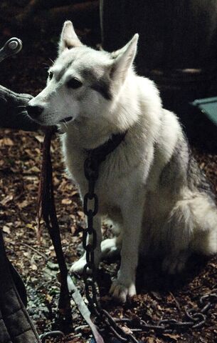 File:Eddard & Lady.jpg