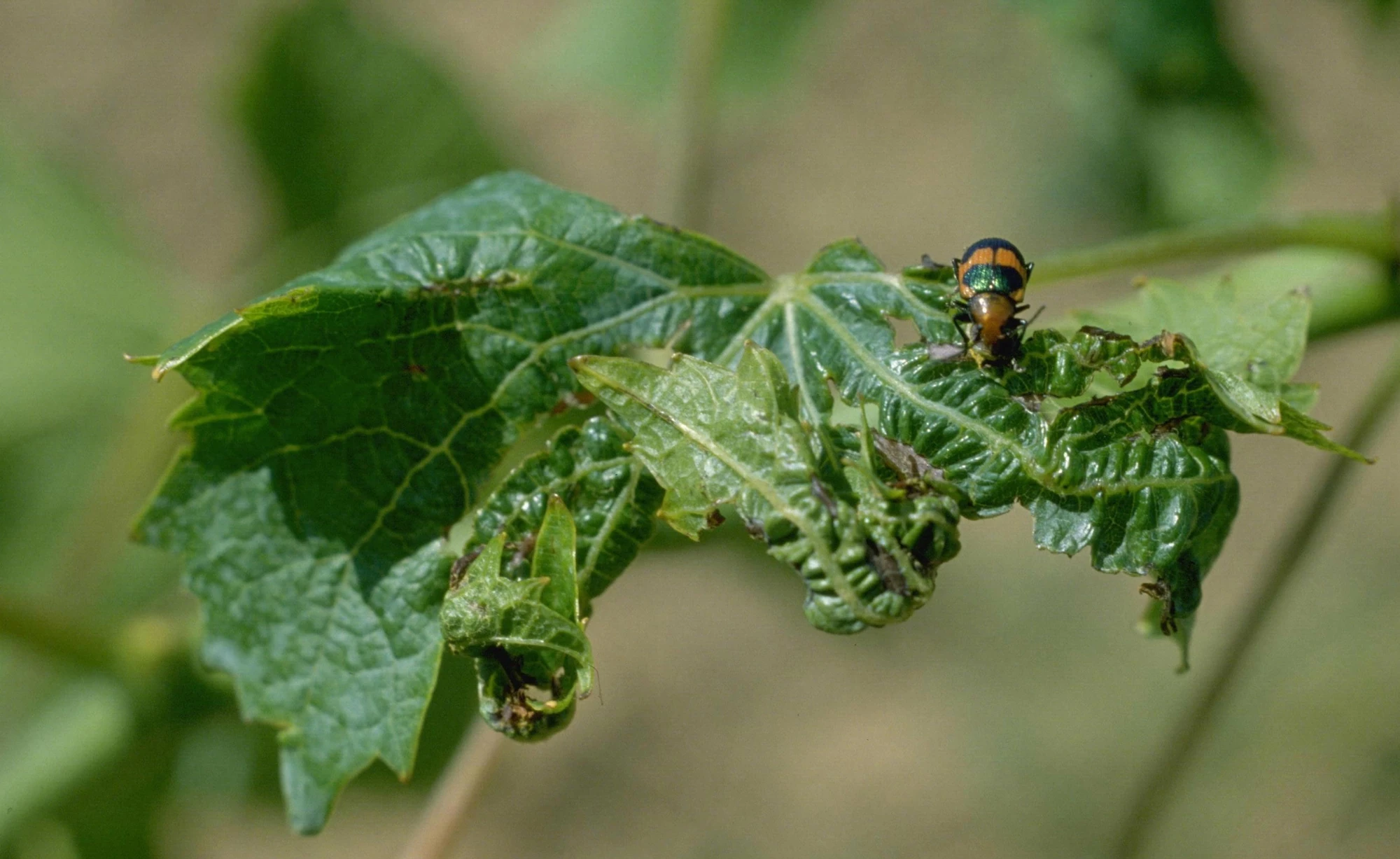 Potato leaf roll virus WikiGardener FANDOM powered by Wikia