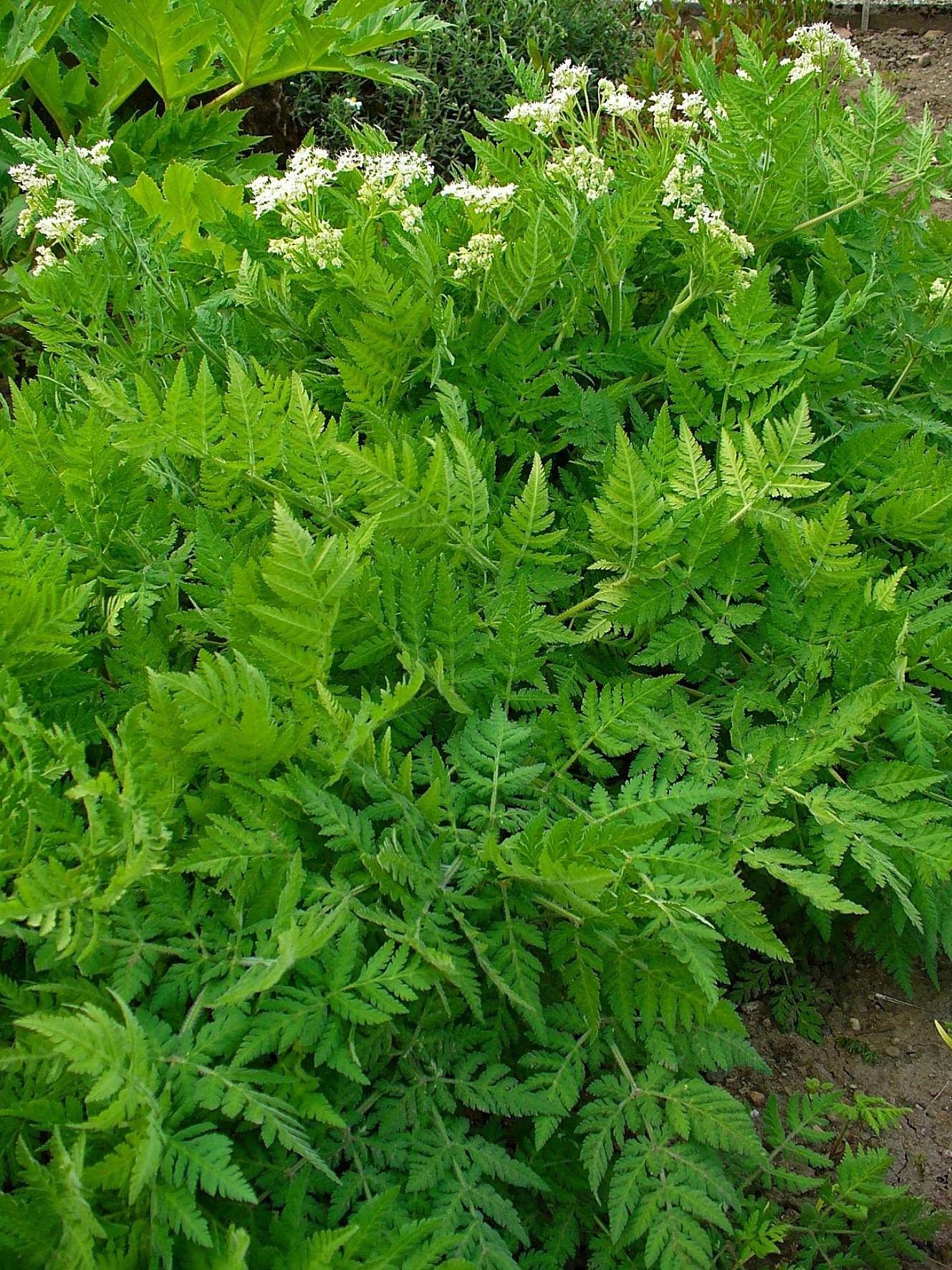 Sweet cicely WikiGardener FANDOM powered by Wikia