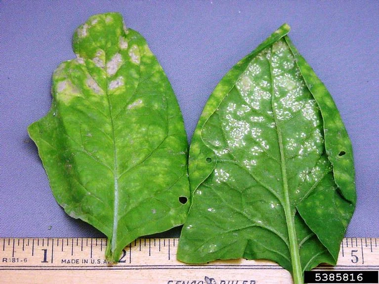 White rust WikiGardener FANDOM powered by Wikia