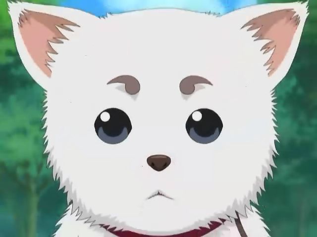 Cute Kawaii Eyes Dog Cute Kawaii Eyes Dog