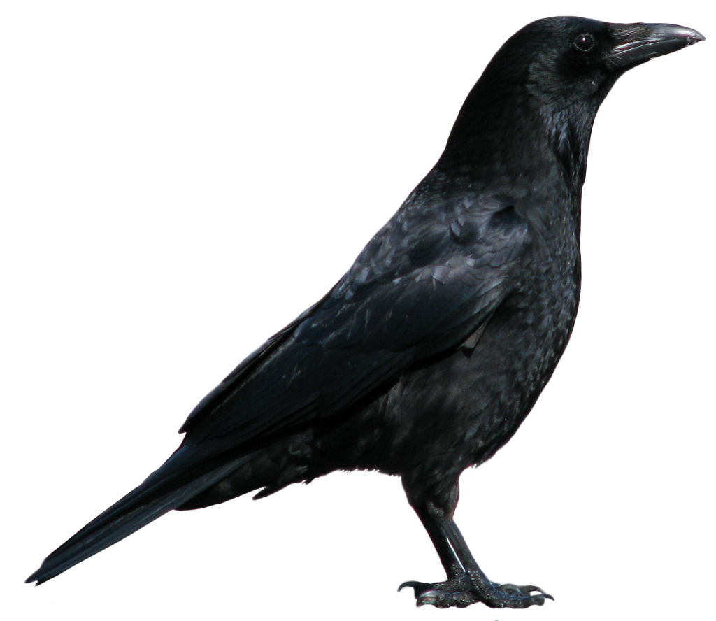 Crow | Greek Mythology Wiki | FANDOM powered by Wikia