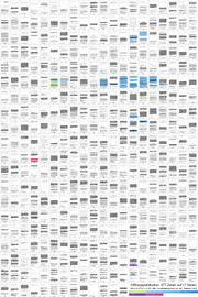 Thumb Stiftungspublikation.png