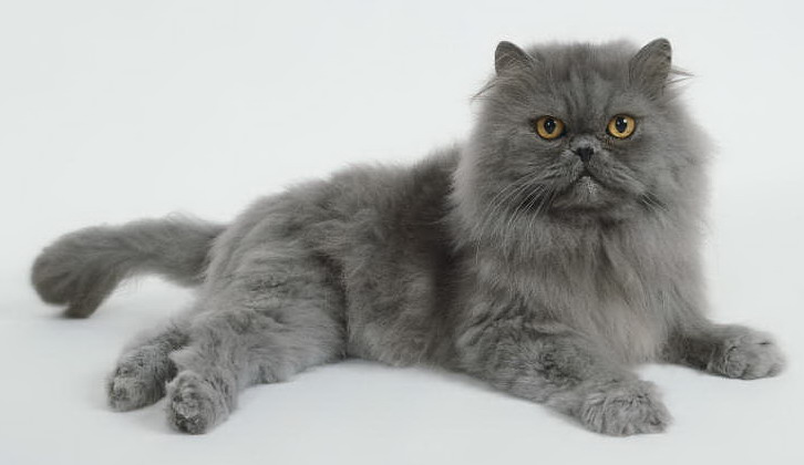 Blue-persian-cat-1-.jpg