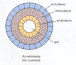 Acoelomate | HeyerBio6A Wiki | Fandom powered by Wikia