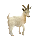Ziege