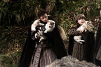 Baby direwolves