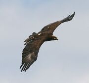 Eagle