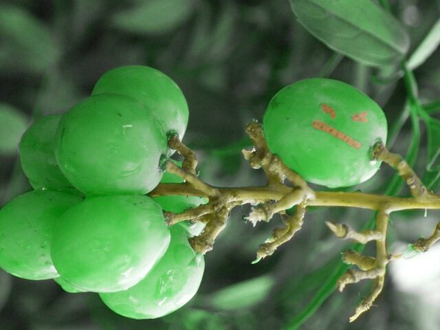 File:AngryGrape.jpg