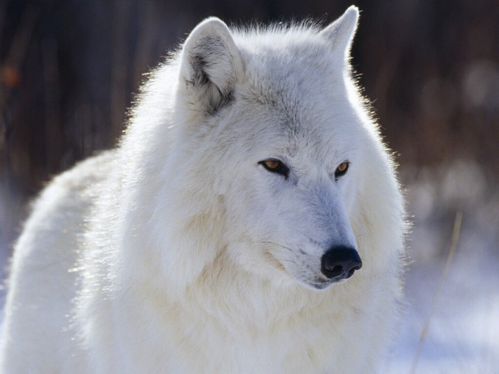 white wolf wikia