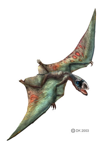 File:Anurognathus1.jpg