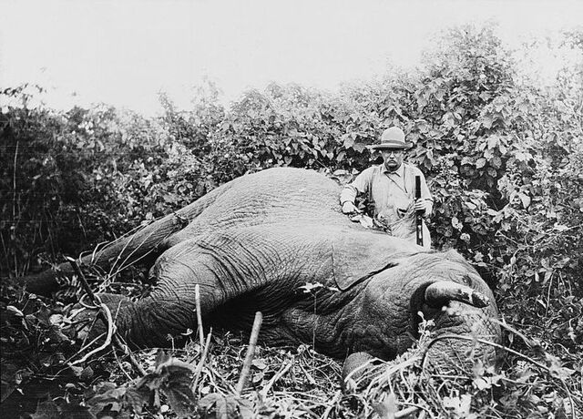 File:Roosevelt safari elephant2.jpg