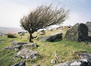 Bodmin-moor