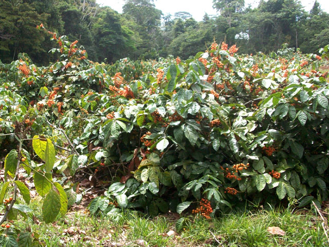 Resultado de imagem para guarana tree