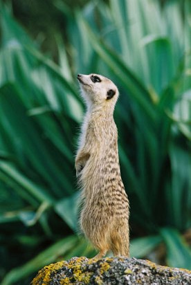 Meerkat at Wellington Zoo